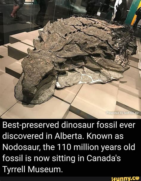 dinosaur bones found in alberta.